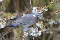 Columba palumbus