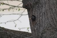 Sturnus vulgaris