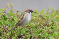 Passer montanus