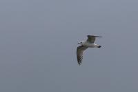 Larus canus