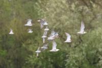 Calidris pugnax