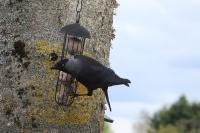 Corvus monedula