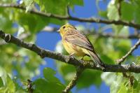 Emberiza citrinella