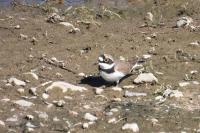 Charadrius dubius