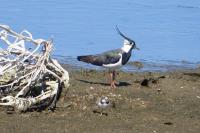 Vanellus vanellus