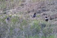 Turdus torquatus