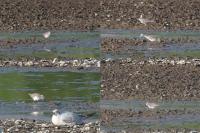 Calidris temminckii