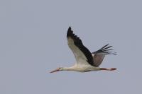 Ciconia ciconia
