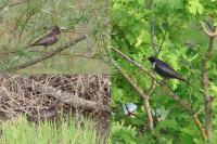 Turdus torquatus