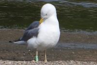 Larus michahellis