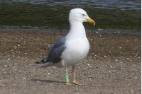 Larus michahellis