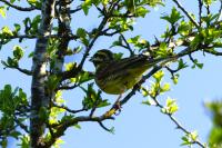 Emberiza cirlus