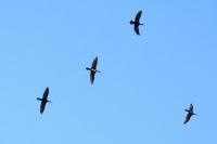 Phalacrocorax carbo