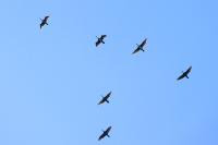 Phalacrocorax carbo