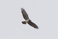 Circaetus gallicus