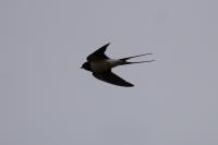 Hirundo rustica