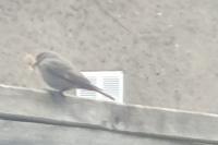 Phoenicurus ochruros