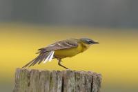 Motacilla flava