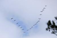 Phalacrocorax carbo