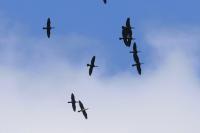 Phalacrocorax carbo