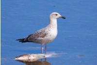 Larus michahellis