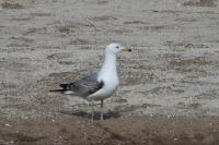 Larus michahellis