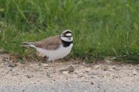 Charadrius dubius