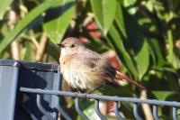 Phoenicurus phoenicurus