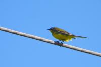 Motacilla flava