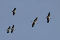 Ciconia ciconia