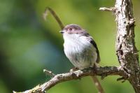 Aegithalos caudatus
