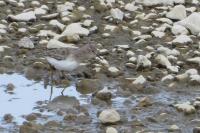 Calidris temminckii