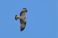 Pandion haliaetus