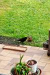 Turdus merula