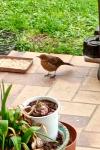 Turdus merula