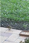 Fringilla coelebs