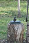Sturnus vulgaris