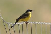 Motacilla flava feldegg