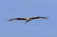 Milvus milvus