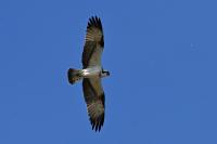 Pandion haliaetus