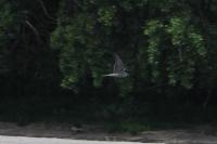 Falco peregrinus