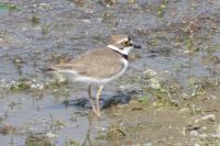 Charadrius dubius