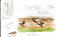 Calidris temminckii