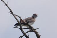 Circaetus gallicus