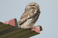 Athene noctua