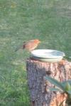 Turdus merula