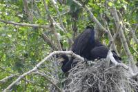 Phalacrocorax carbo