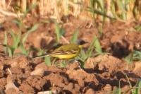 Motacilla flava thunbergi