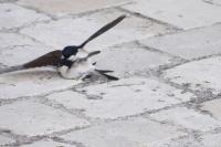 Delichon urbicum