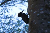 Dryocopus martius